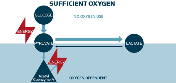 lactate in shock states